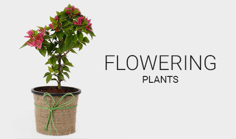 Plants Online Green Plant Nursery Ferns N Petals Flowering Plants