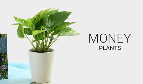 Plants Online Green Plant Nursery Ferns N Petals Money Plants