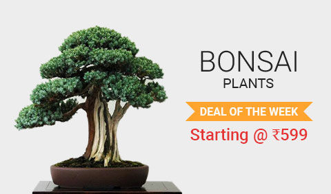 Plants Online Green Plant Nursery Ferns N Petals Plants By Type