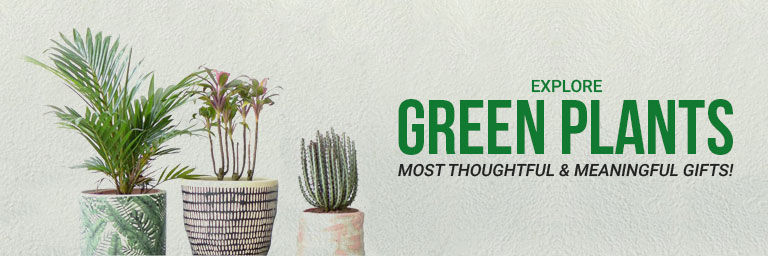 Plants Online Green Plant Nursery Ferns N Petals Plants
