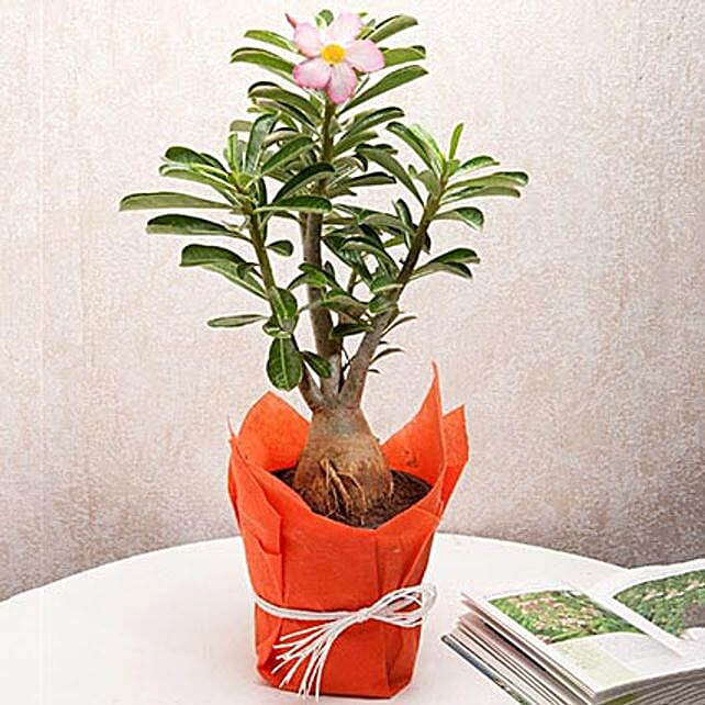Desert Rose Adenium Plant
